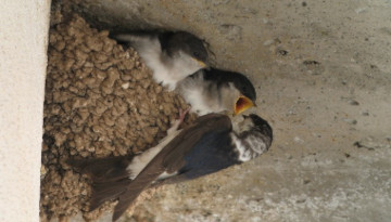 Hirondelle de fenetre - Ph Riviere
